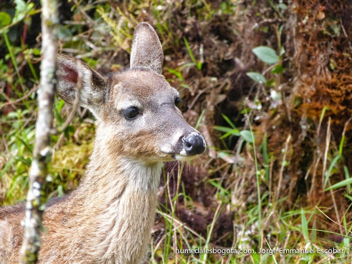 Venado en el páramo de Chingaza