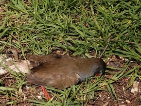 La polluela piquirroja (Mustelirallus erythrops)