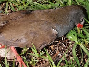 La polluela piquirroja (Mustelirallus erythrops)