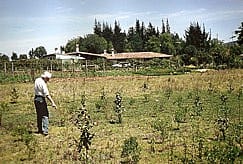 Sembrando en los 90s Sembrando en los 90s