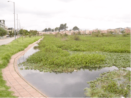 Situación crítica actual del Humedal Jaboque Situación crítica actual del Humedal Jaboque