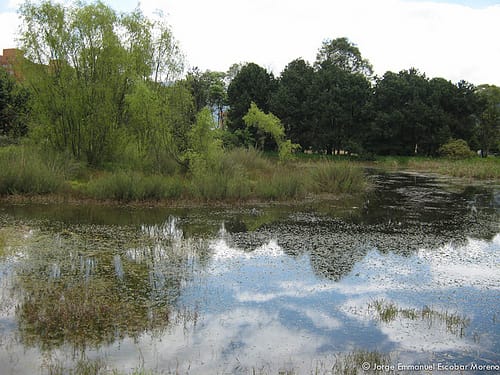 Humedal El Salitre como Parque Ecológico Distrital de Humedal Humedal El Salitre como Parque Ecológico Distrital de Humedal