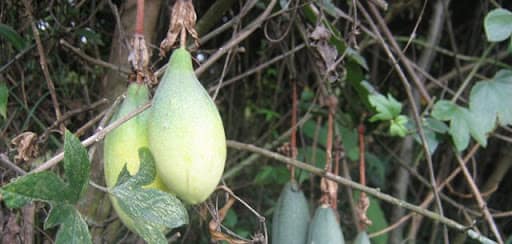 Frutos en los Humedales de Bogotá Frutos en los Humedales de Bogotá