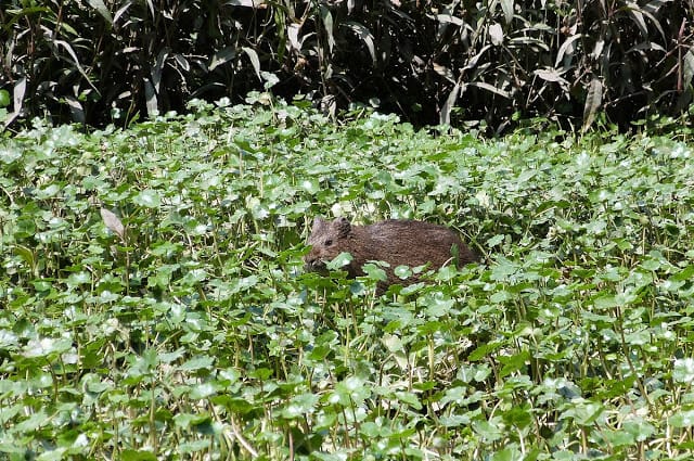 Curies en el Humedal de Córdoba Curies en el Humedal de Córdoba
