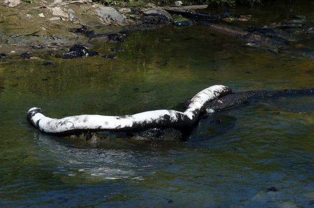 Crudo en el Río y Humedal de Torca Crudo en el Río y Humedal de Torca