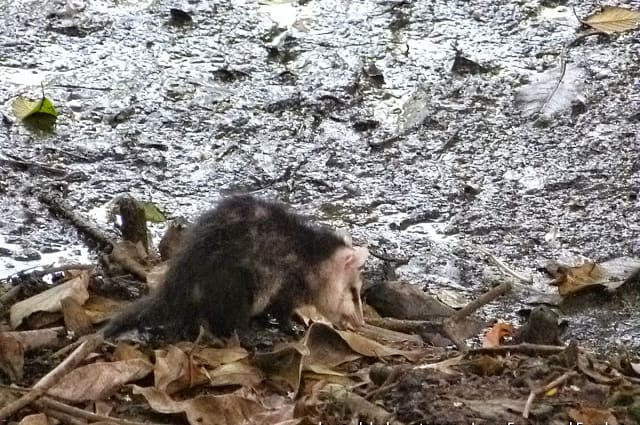 Chucha en el Humedal La Conejera Chucha en el Humedal La Conejera