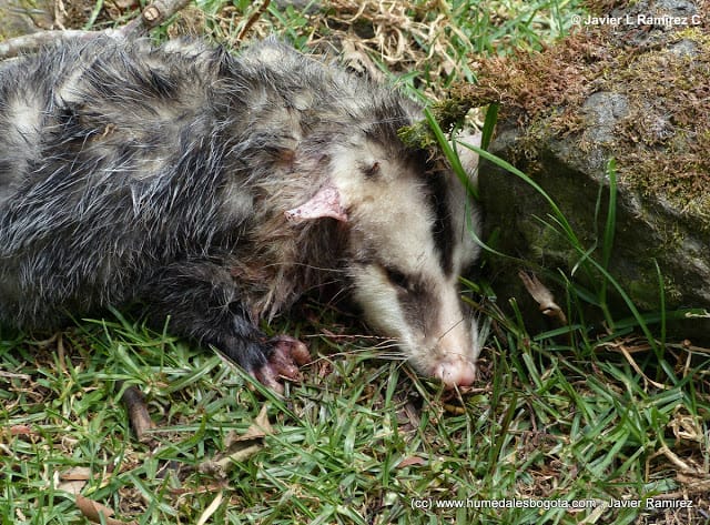 Los animales que Peñalosa no protegerá Los animales que Peñalosa no protegerá