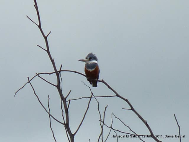 El Martín Pescador del Humedal El Salitre El Martín Pescador del Humedal El Salitre
