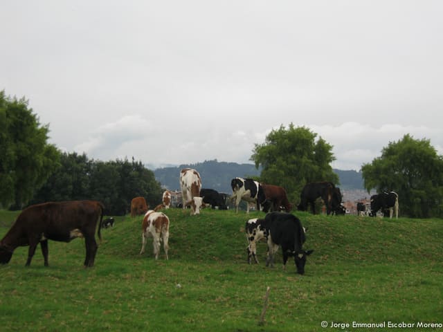 Crónica Social: Ganadería en el Humedal Tibabuyes Crónica Social: Ganadería en el Humedal Tibabuyes