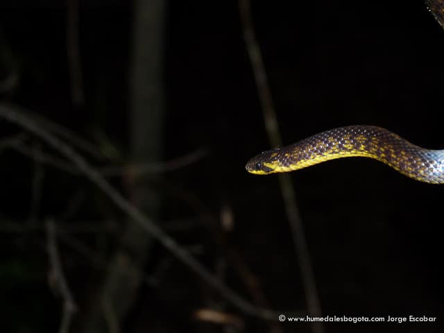 Culebra sabanera en el Humedal de Córdoba Culebra sabanera en el Humedal de Córdoba