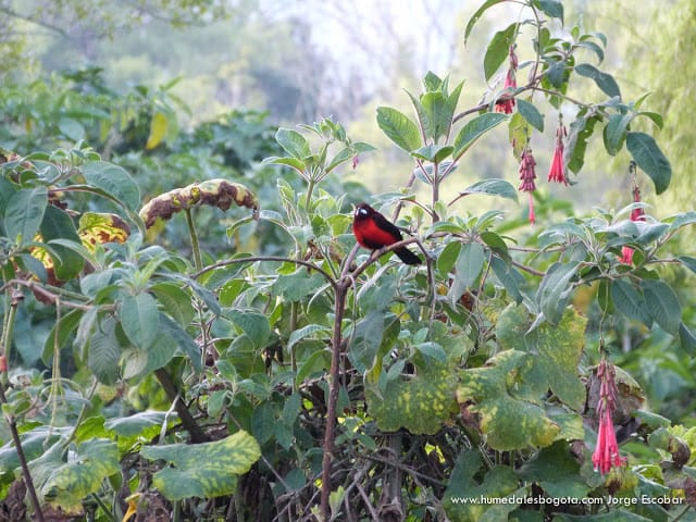 Toche pico de plata Toche pico de plata