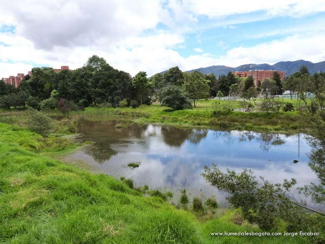 Los Árboles del Humedal El Salitre Los Árboles del Humedal El Salitre