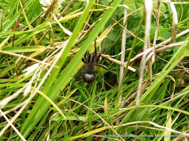 Una Araña Lobo camina a tu Lado Una Araña Lobo camina a tu Lado