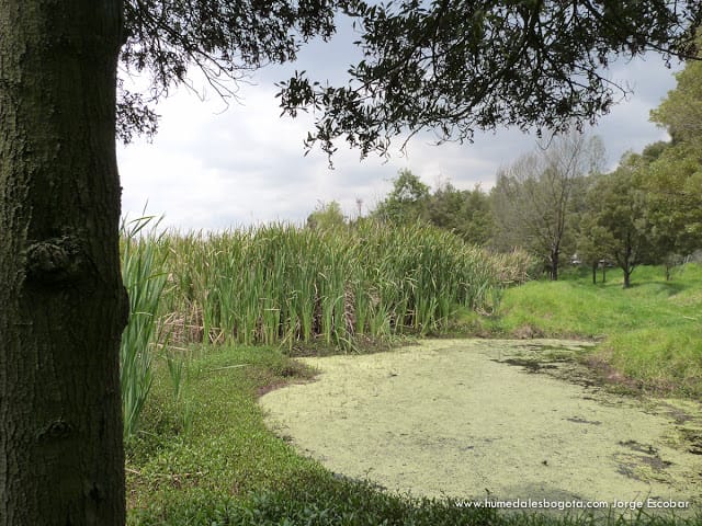 Un Humedal de Techo para mi país Un Humedal de Techo para mi país