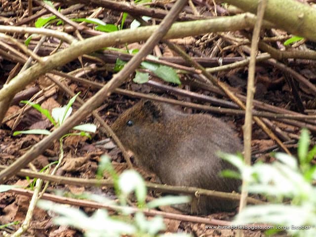 Curies en los Humedales de Bogotá Curies en los Humedales de Bogotá