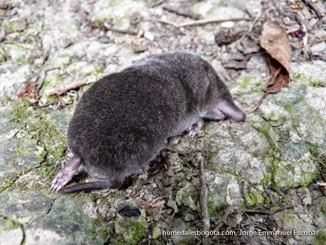 Musaraña en el Humedal La Conejera Musaraña en el Humedal La Conejera