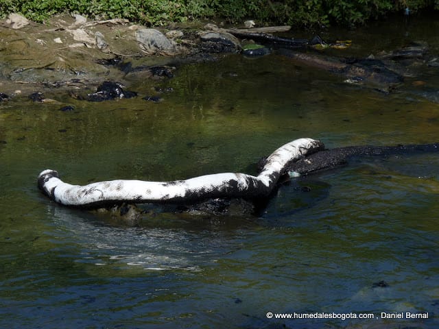 Crudo en el Río y Humedal de Torca Crudo en el Río y Humedal de Torca