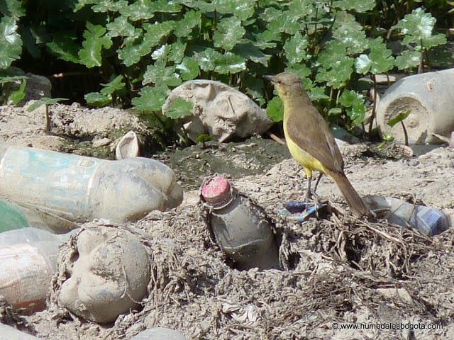 Los Humedales de Bogotá sin administración Los Humedales de Bogotá sin administración