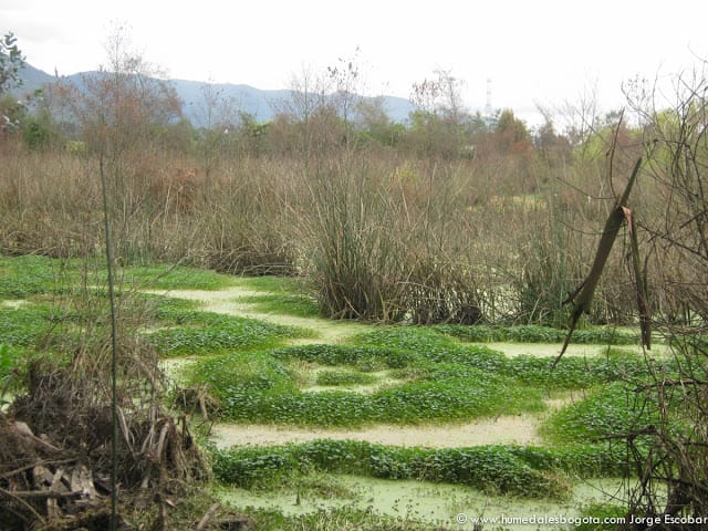 Plantas acuáticas en los Humedales de Bogotá Plantas acuáticas en los Humedales de Bogotá