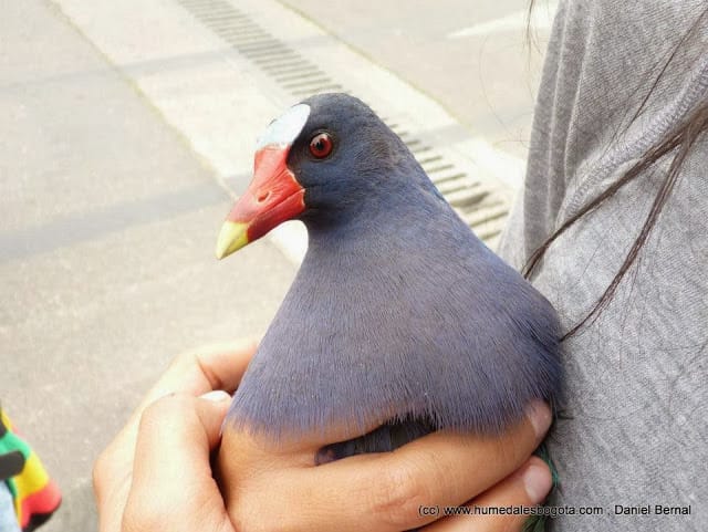 Tingua azul encontrada en Bogotá