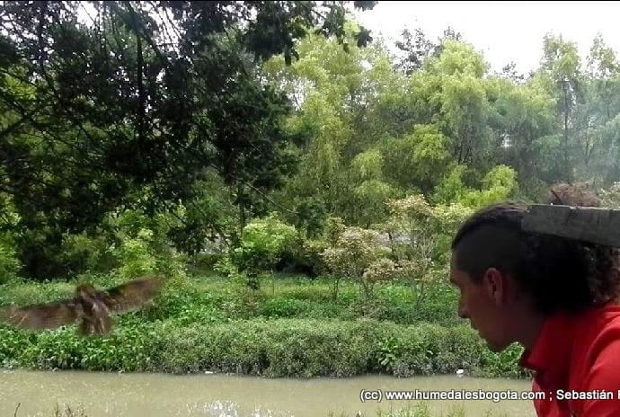 Liberación de búho listado Liberación de búho listado