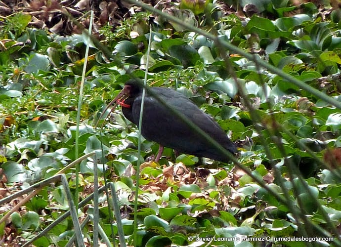 Problemáticas de los humedales a través de sus protagonistas Problemáticas de los humedales a través de sus protagonistas