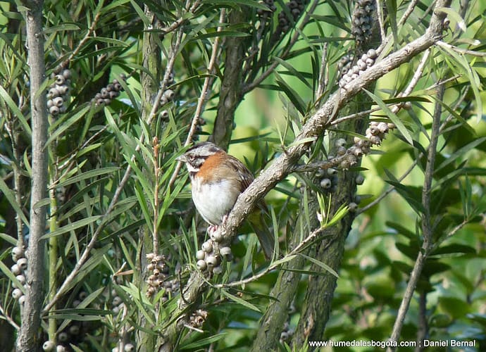 Aves de los humedales Bogotanos Aves de los humedales Bogotanos