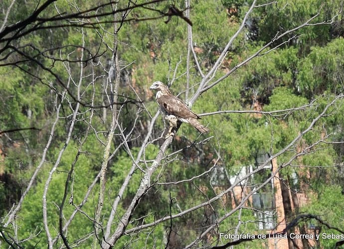¡Lo logramos! Liberación de una lechuza y un gavilán ¡Lo logramos! Liberación de una lechuza y un gavilán
