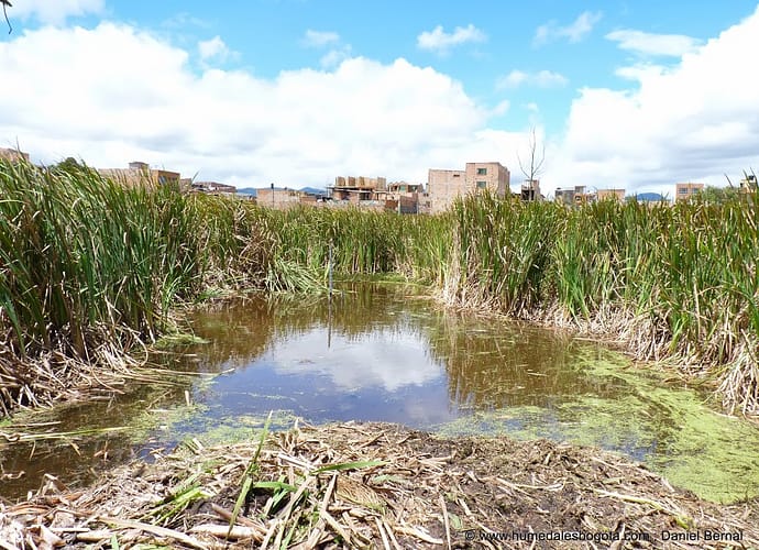 La Enea como planta invasora en los humedales de Bogotá La Enea como planta invasora en los humedales de Bogotá