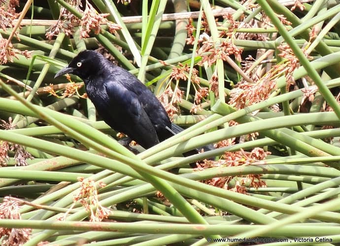 Presencia de especies de climas bajos en los humedales de Kennedy, ¿efectos del calentamiento global? Presencia de especies de climas bajos en los humedales de Kennedy, ¿efectos del calentamiento global?