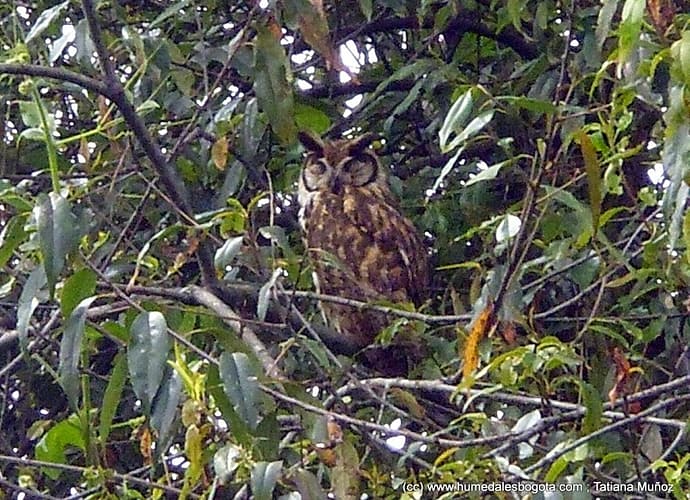 ¿Búhos en Bogotá? Agradable sorpresa… ¿Búhos en Bogotá? Agradable sorpresa…