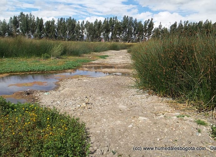 ¿Los Humedales de Bogotá en su peor momento? ¿Los Humedales de Bogotá en su peor momento?
