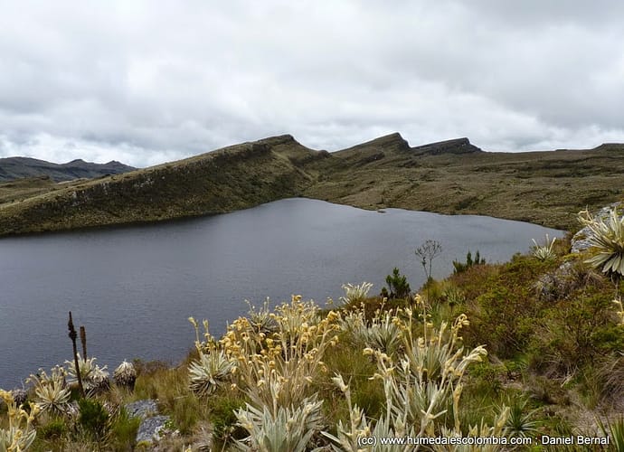 El chivito de páramo (Oxypogon guerinii), un colibrí endémico y rey de los páramos colombianos El chivito de páramo (Oxypogon guerinii), un colibrí endémico y rey de los páramos colombianos