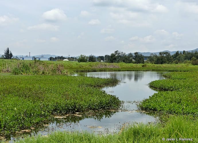 Vida, muerte y ¿renacer? del Humedal Cortijo Vida, muerte y ¿renacer? del Humedal Cortijo