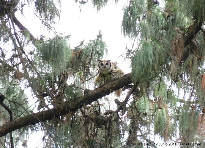 Búho listado en el humedal El Salitre Búho listado en el humedal El Salitre