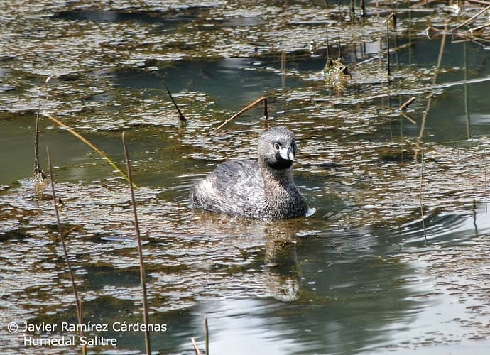 En defensa del humedal El Salitre En defensa del humedal El Salitre