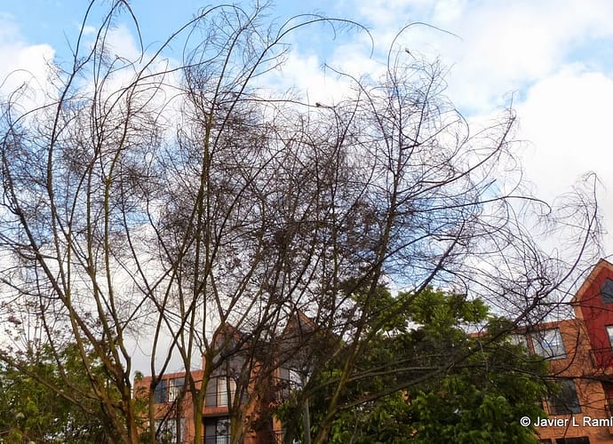 En memoria al árbol caído. En memoria al árbol caído.