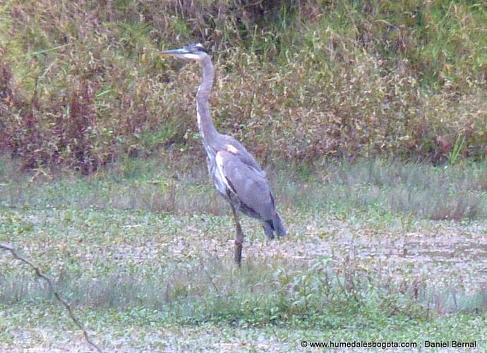 Garzón migratorio en el humedal El Salitre: especie número 85. Garzón migratorio en el humedal El Salitre: especie número 85.