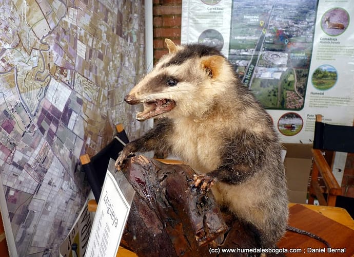 La zarigüeya SÍ es bogotana La zarigüeya SÍ es bogotana