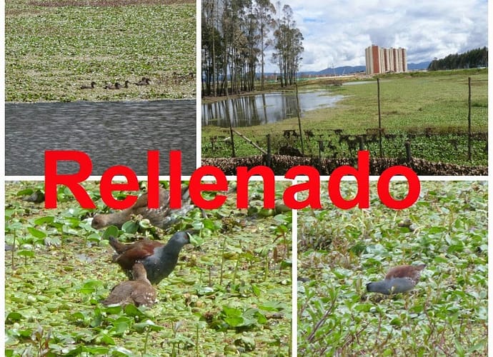 ¿Construcciones en humedales deben ser destruidas? ¿Construcciones en humedales deben ser destruidas?