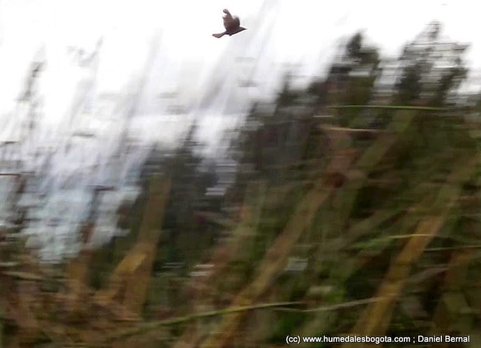 El cucarachero de pantano sobrevive en el humedal Tibanica El cucarachero de pantano sobrevive en el humedal Tibanica