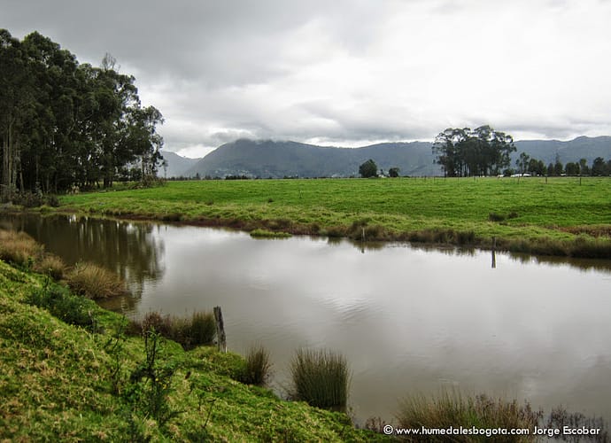 Humedales en el área de influencia de la Reserva Forestal Thomas Van Der Hammen Humedales en el área de influencia de la Reserva Forestal Thomas Van Der Hammen