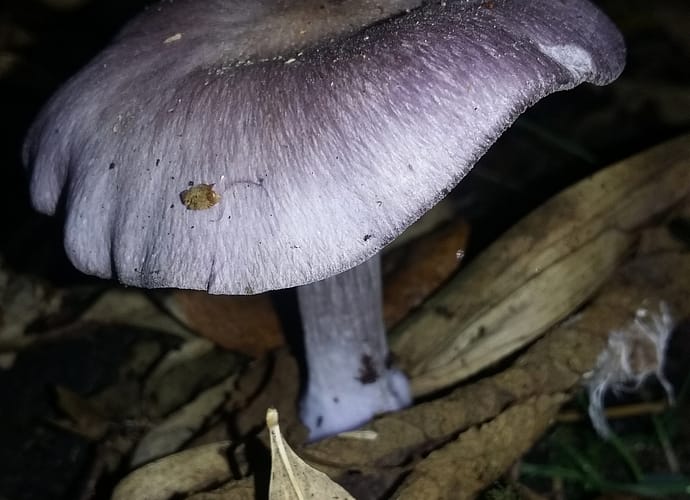 En abril taller del mes: conociendo los hongos de Bogotá En abril taller del mes: conociendo los hongos de Bogotá