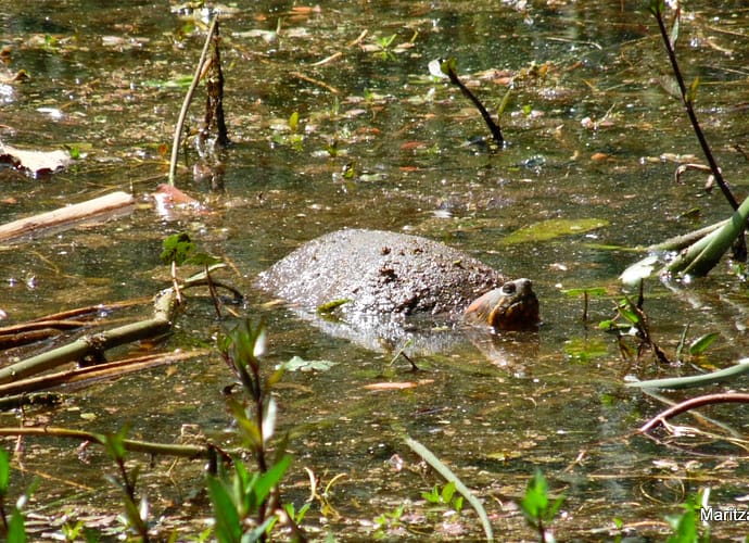 Registro de tortuga hicotea en el humedal Santa María del Lago Registro de tortuga hicotea en el humedal Santa María del Lago