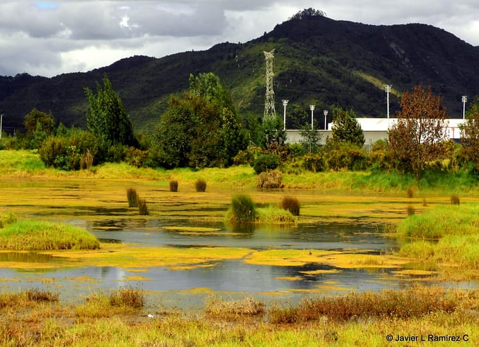 Humedal Siberia, resiliencia natural Humedal Siberia, resiliencia natural