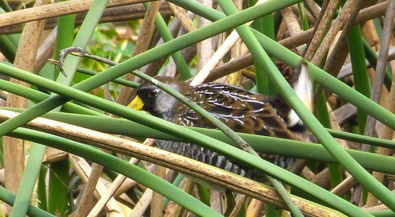 La Polluela norteña en el Humedal La Conejera La Polluela norteña en el Humedal La Conejera