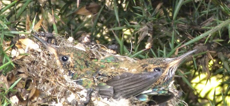 Resultados de la salida "Conociendo y contando aves en el Tunjo". Resultados de la salida "Conociendo y contando aves en el Tunjo".