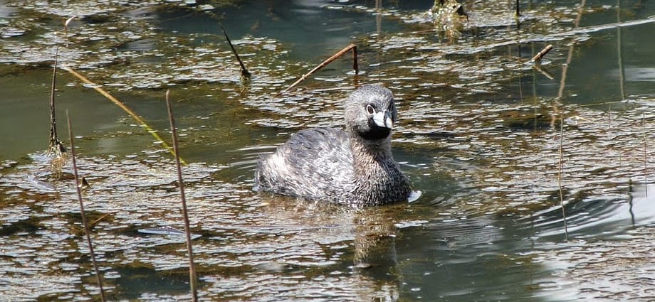 En defensa del humedal El Salitre En defensa del humedal El Salitre