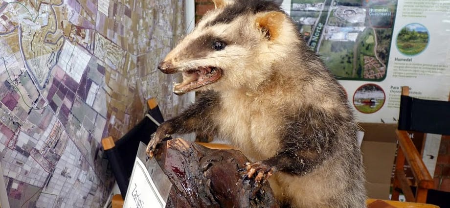 La zarigüeya SÍ es bogotana La zarigüeya SÍ es bogotana