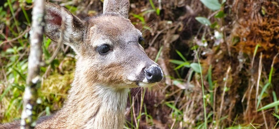 Este domingo vamos a ver venados al páramo de Chingaza Este domingo vamos a ver venados al páramo de Chingaza